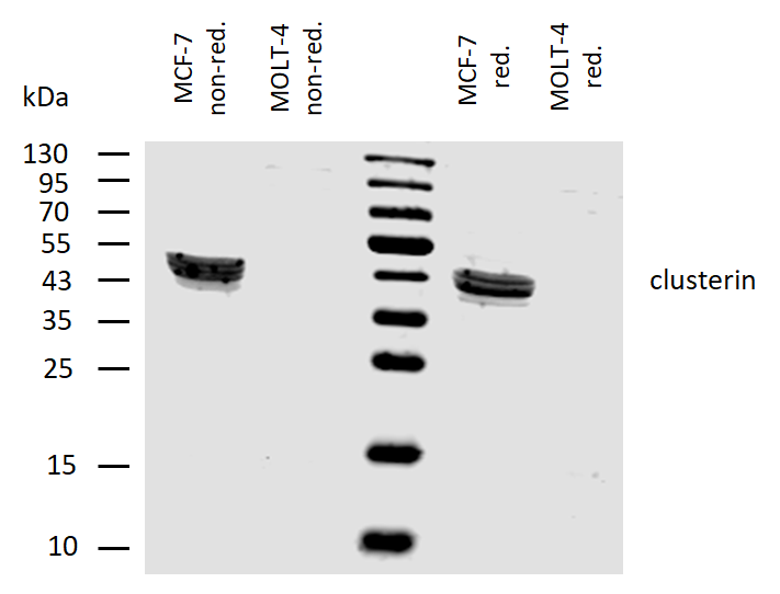 Clusterin Antibody