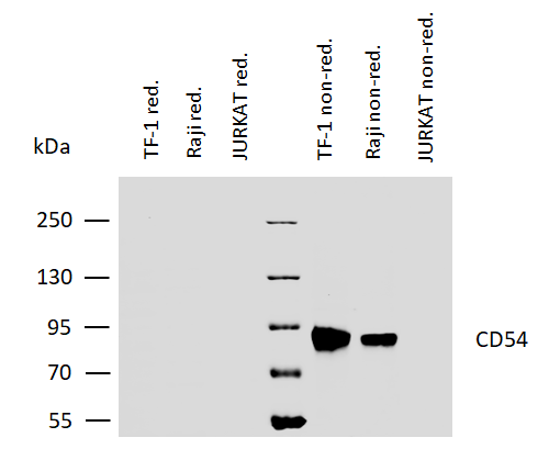 CD54 Antibody