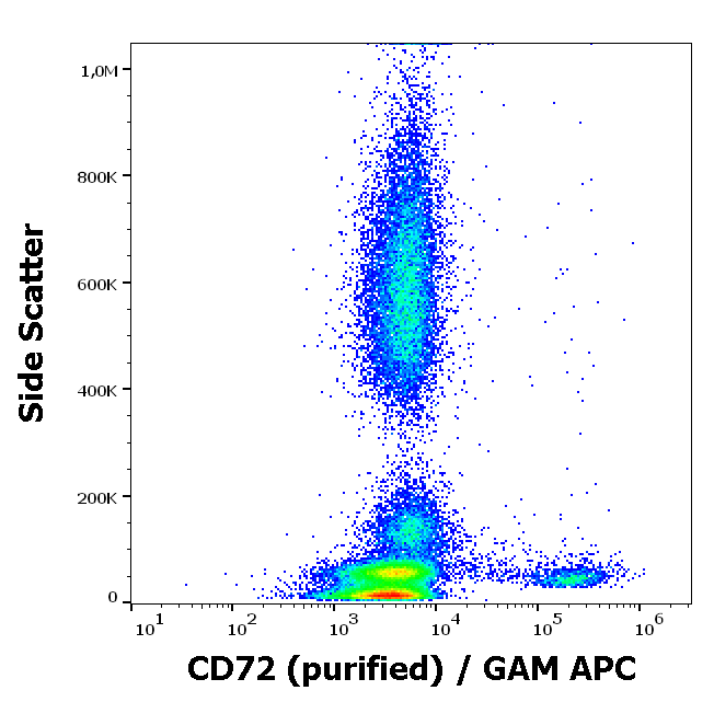 CD72 Antibody