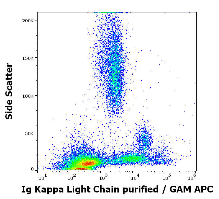 Ig Kappa Light Chain Antibody
