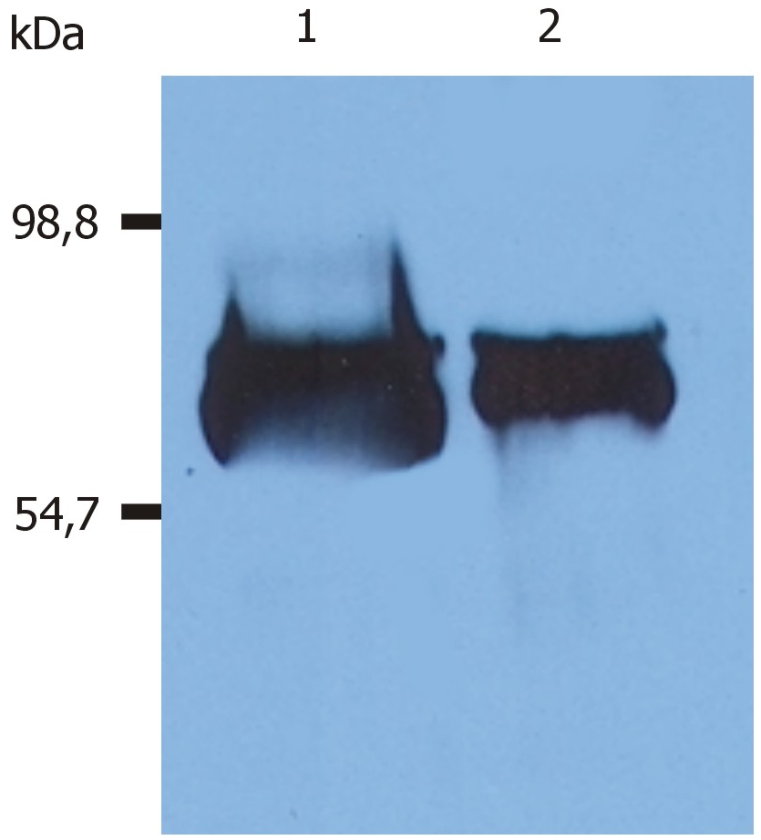 Albumin Antibody