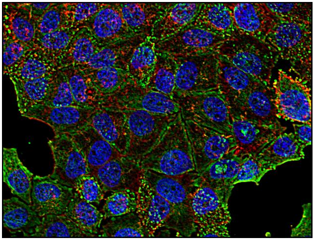 Clathrin Heavy Chain Antibody