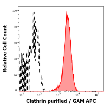 Clathrin Heavy Chain Antibody