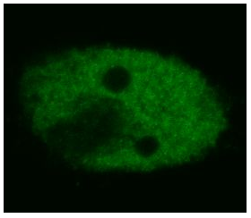 p53 Antibody