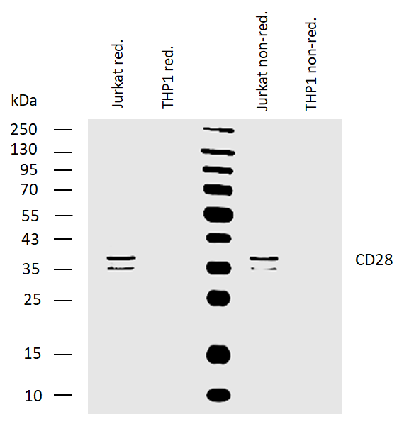 CD28 Antibody