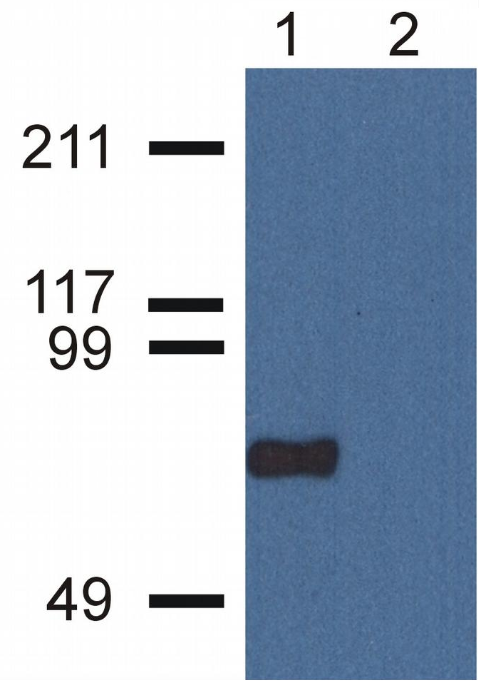 CPNE7 Antibody