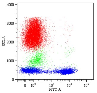 CD5 Antibody
