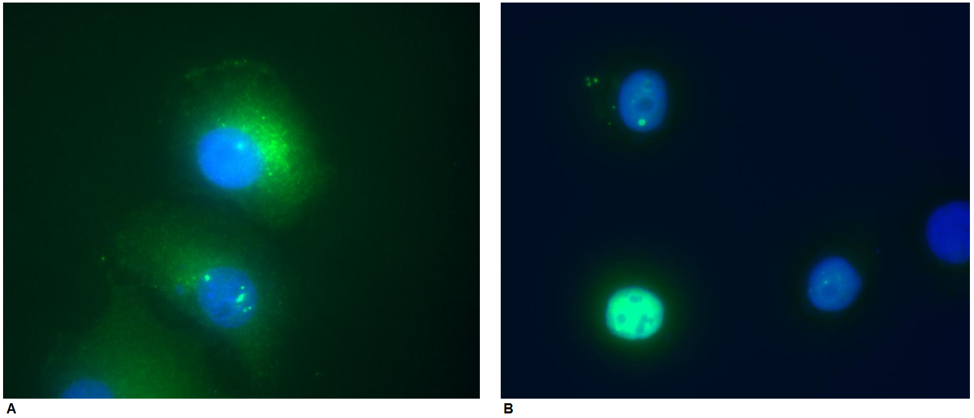 DAXX Antibody