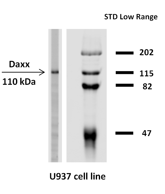 DAXX Antibody