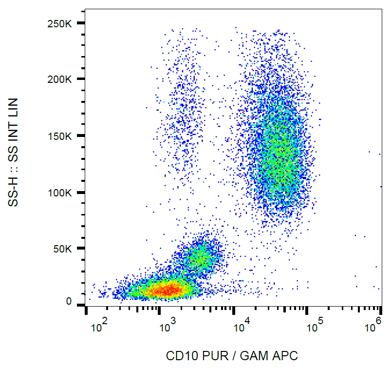 CD10 Antibody