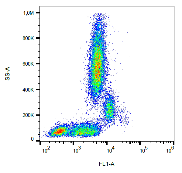 CD31 Antibody (FITC)