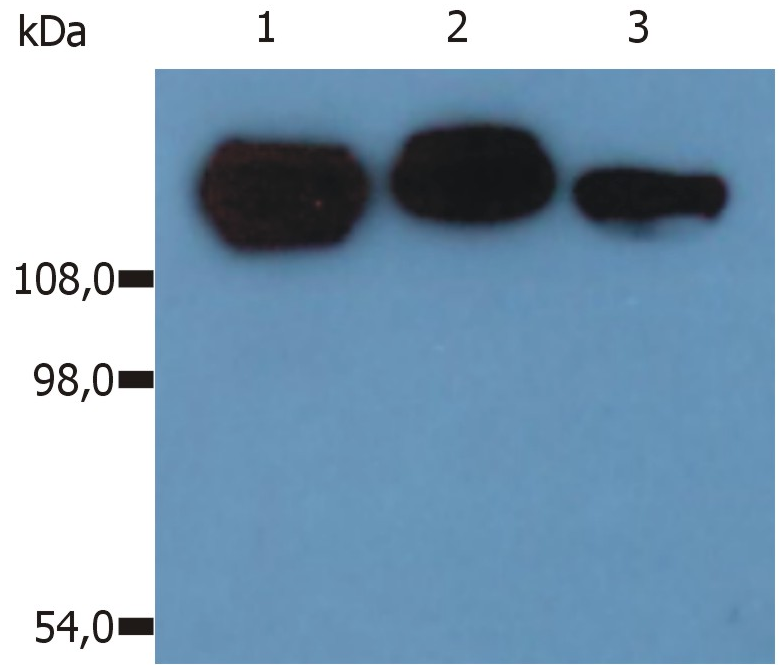 CD29 Antibody