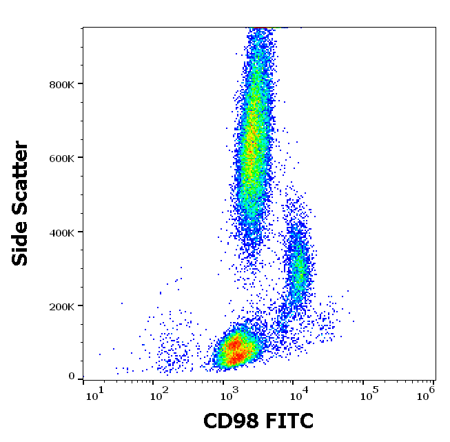 CD98 Antibody (FITC)