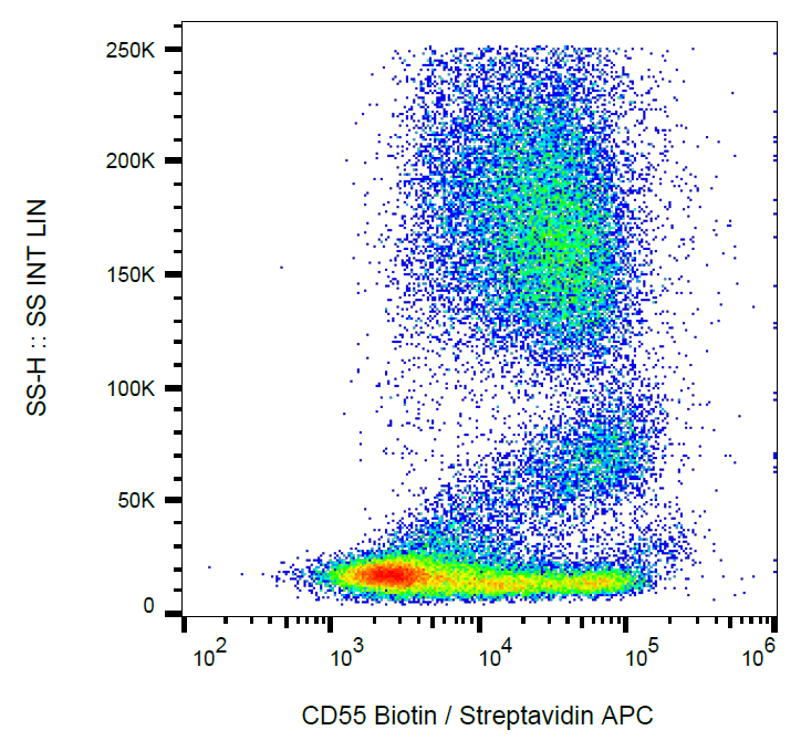 CD55 Antibody (Biotin)