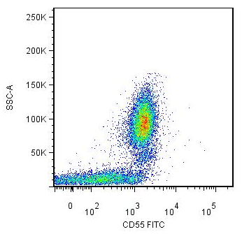 CD55 Antibody (FITC)