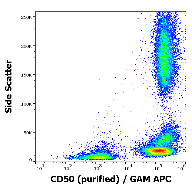 CD50 Antibody