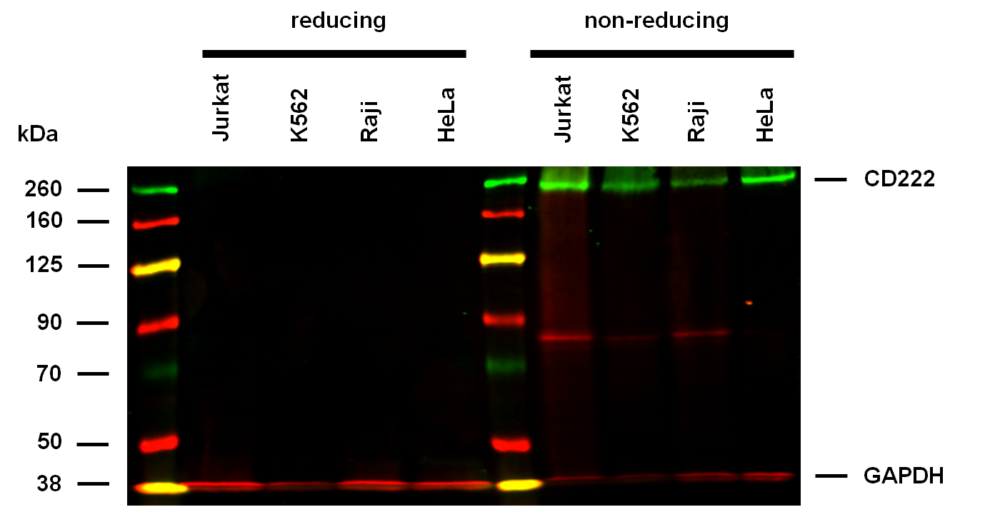 CD222 Antibody