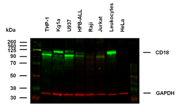 CD18 Antibody