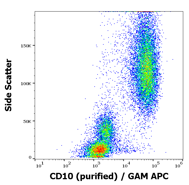 CD10 Antibody