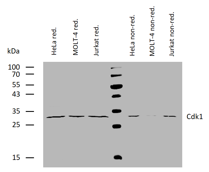 CDK1 Antibody