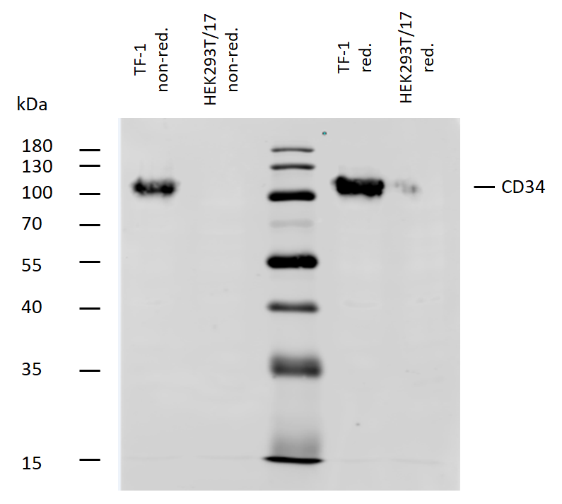 CD34 Antibody