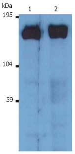 SOS Antibody
