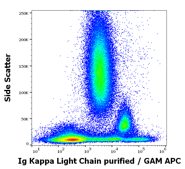 Ig Kappa Light Chain Antibody