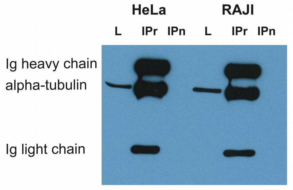 alpha-Tubulin Antibody