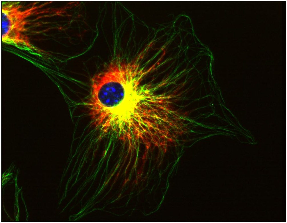 alpha-Tubulin Antibody