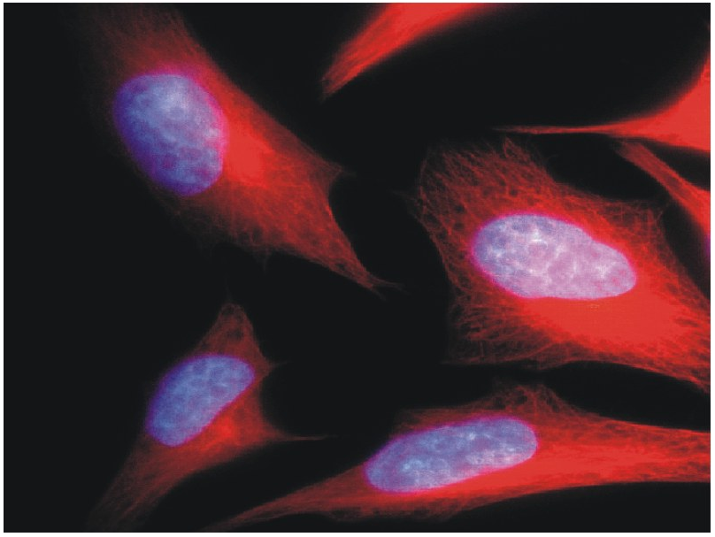 alpha-Tubulin Antibody