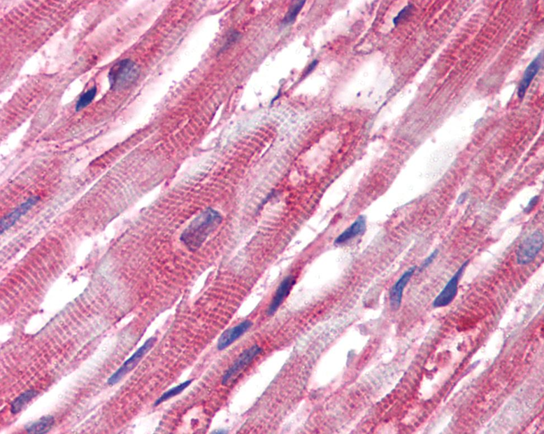 alpha-Tubulin Antibody