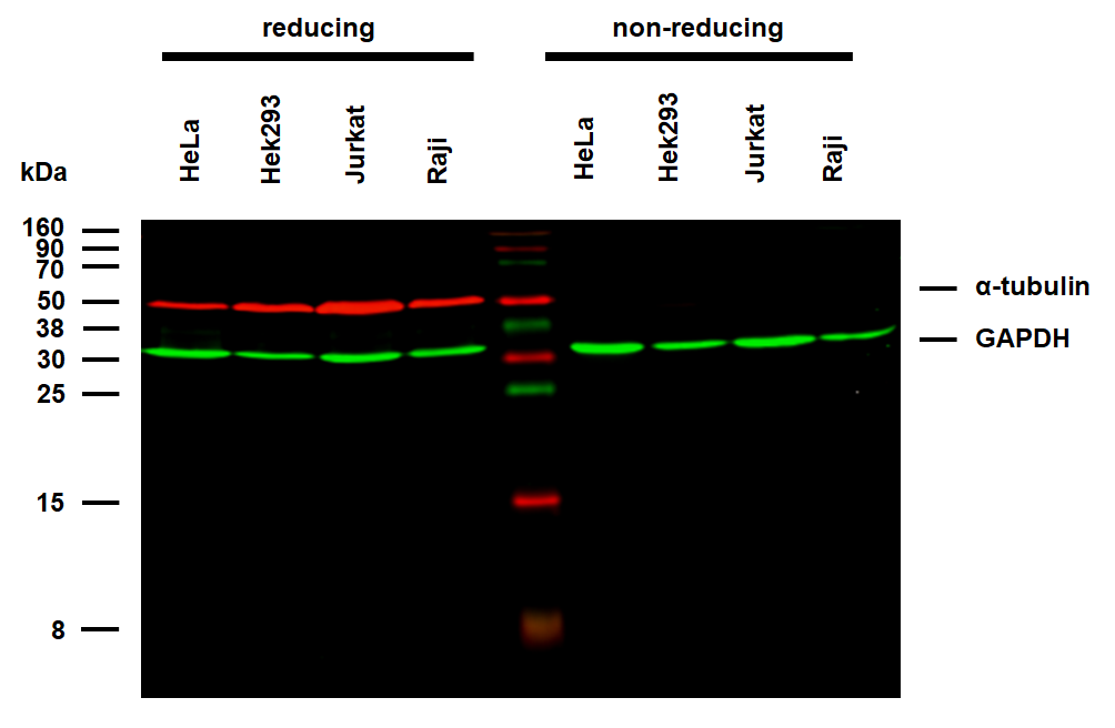 alpha-Tubulin Antibody