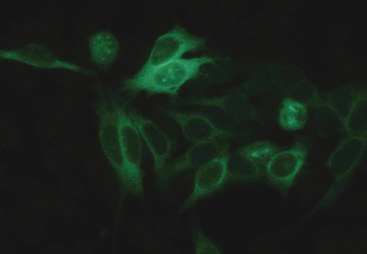 alpha-Tubulin Antibody