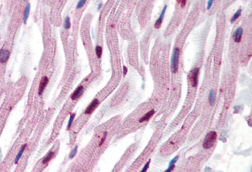 alpha-Tubulin Antibody