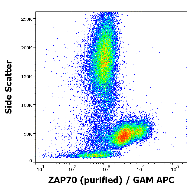 ZAP70 Antibody