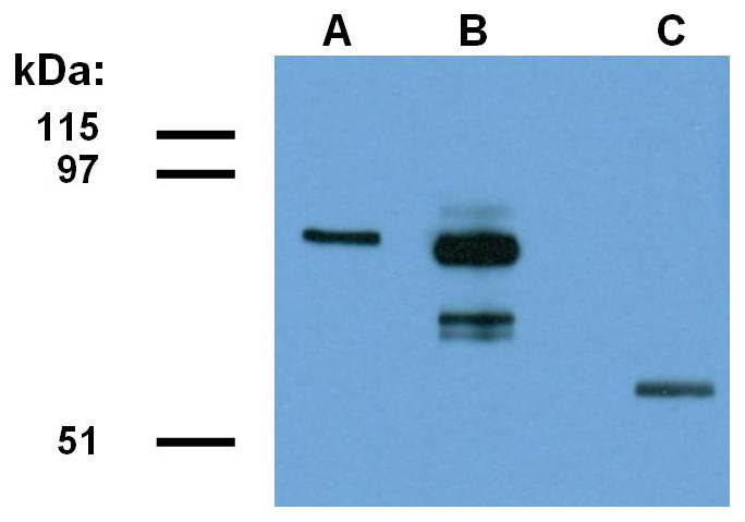 ABRA1 Antibody