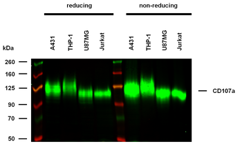 CD107a Antibody