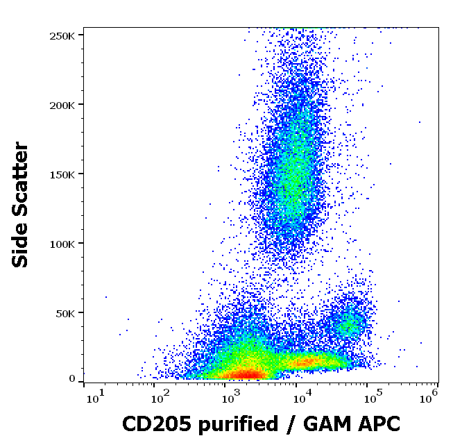 CD205 Antibody