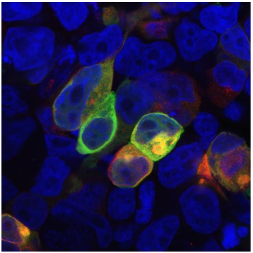 PRR7 Antibody