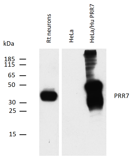 PRR7 Antibody