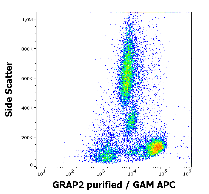 GRAP2 Antibody