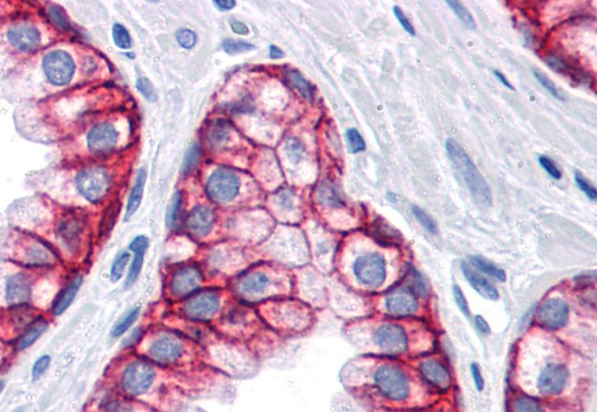 CD326 Antibody