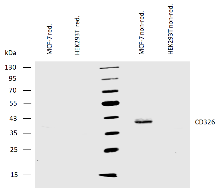 CD326 Antibody