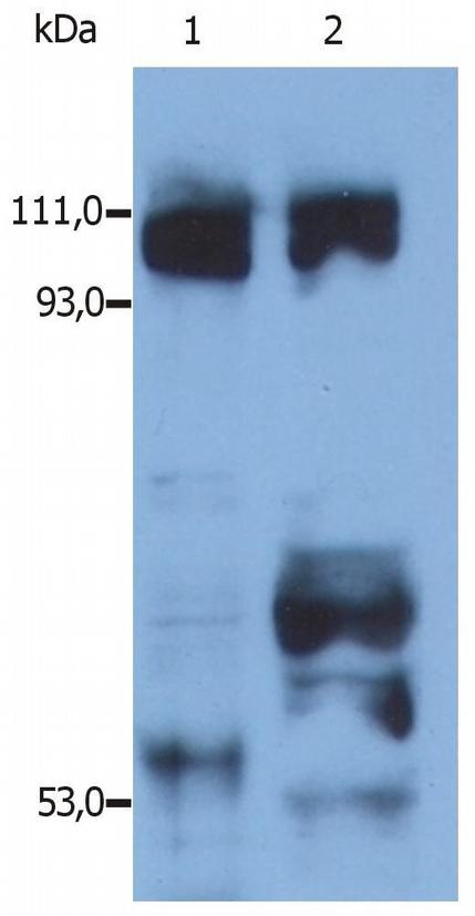 Kinesin Antibody