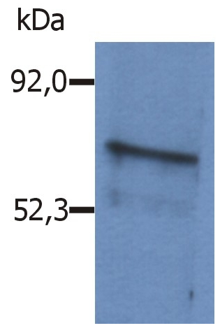 Blnk Antibody