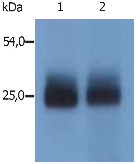 NTAL Antibody