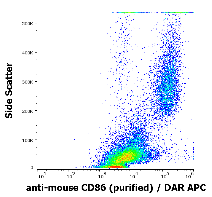 CD86 Antibody