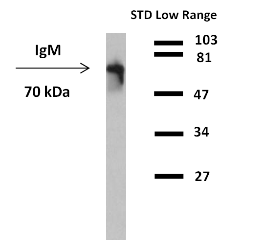 IgM Antibody (HRP)