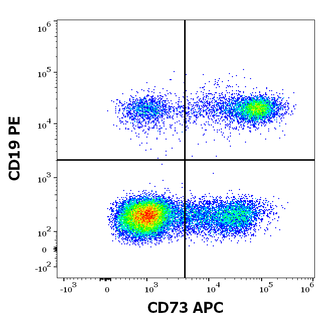 CD73 Antibody (APC)