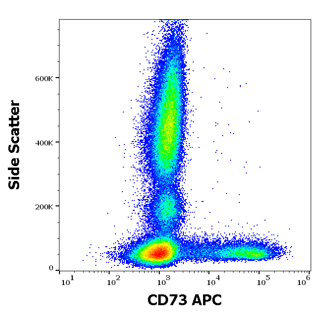 CD73 Antibody (APC)